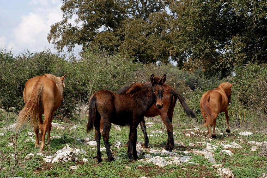 Agriturismo Iazzo Scagno Martina Franca Eksteriør billede