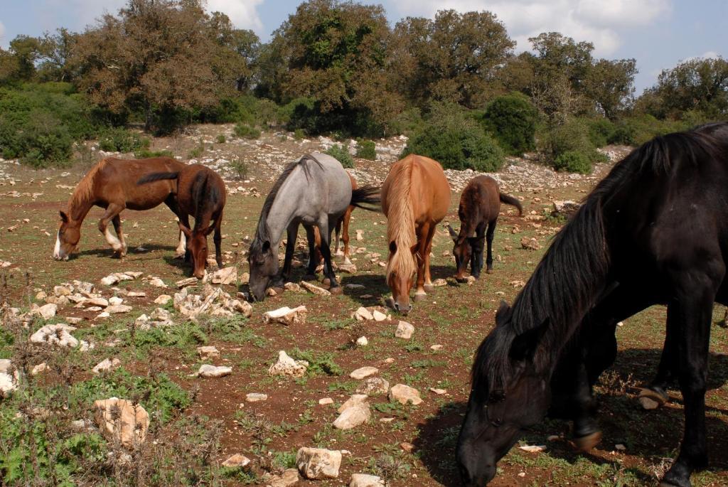 Agriturismo Iazzo Scagno Martina Franca Eksteriør billede